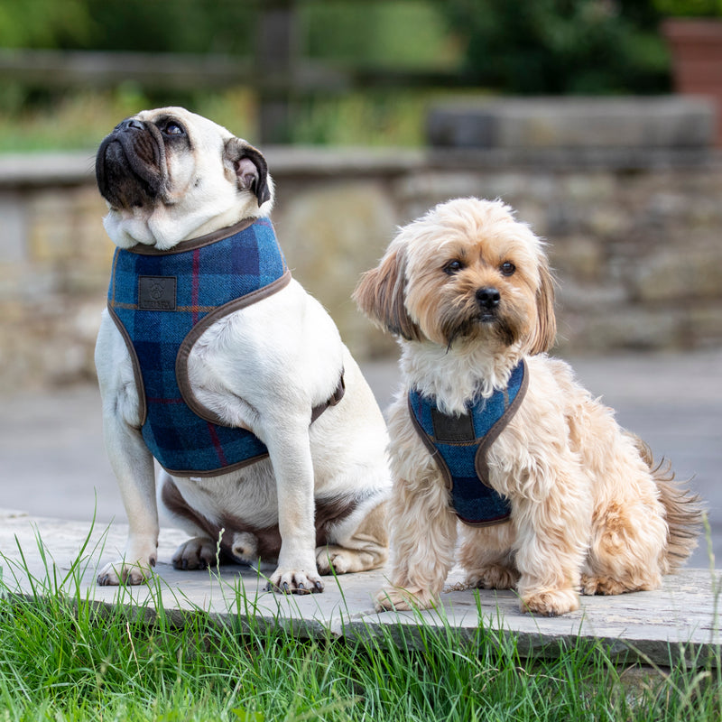 Digby & Fox Tweed Dog Harness