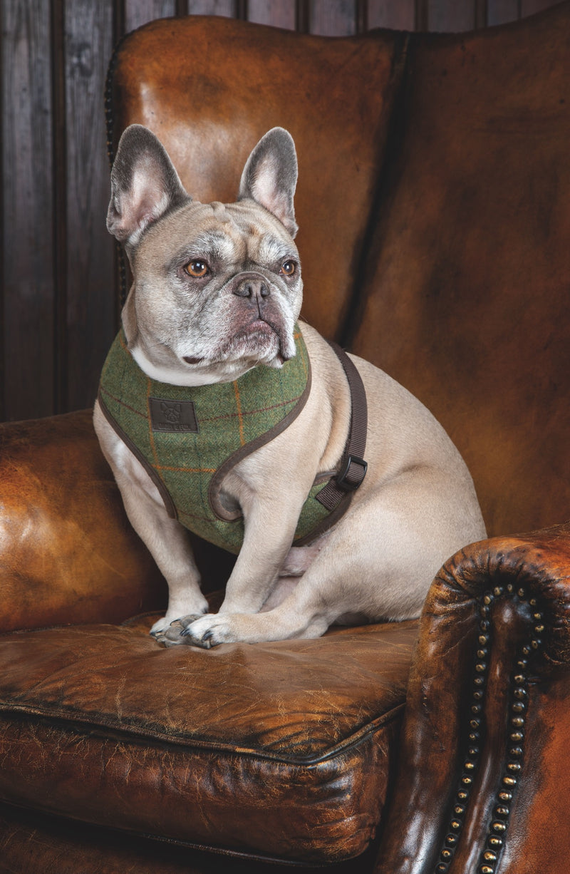 Digby & Fox Tweed Dog Harness