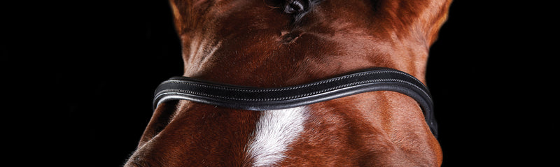 Collegiate Comfitec Training Bridle