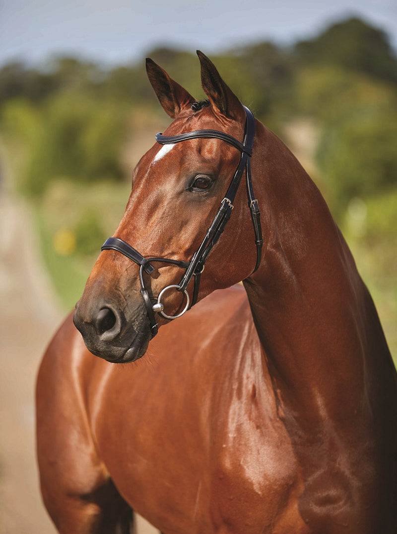 Collegiate Comfitec Training Bridle