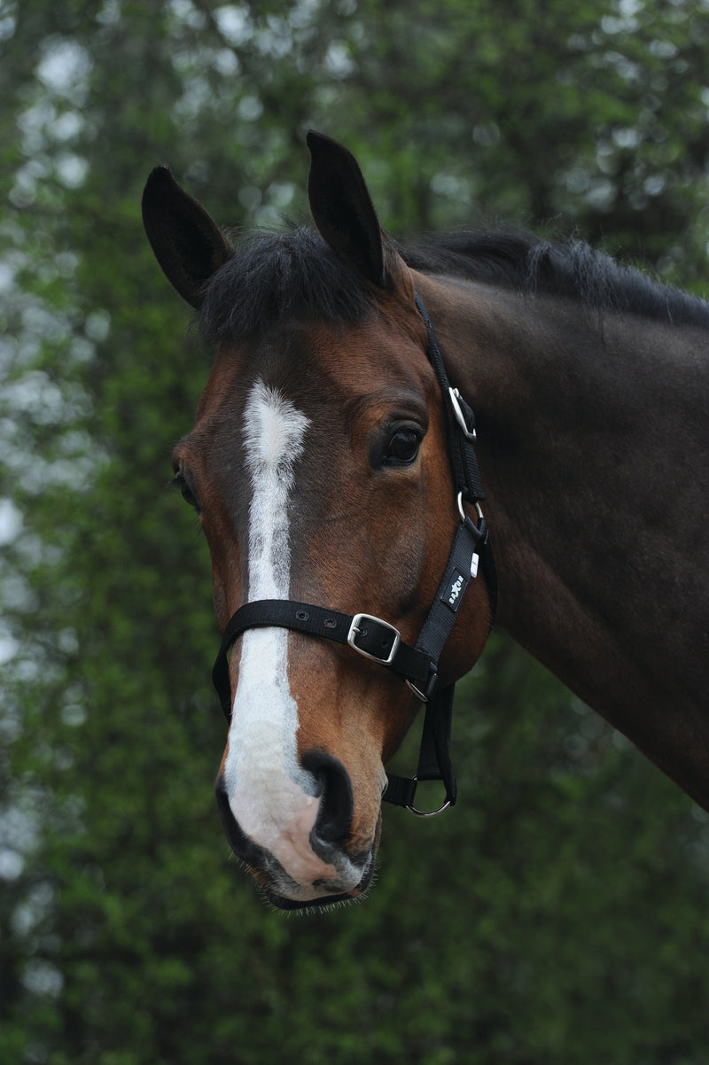 Saxon Economy Headcollar