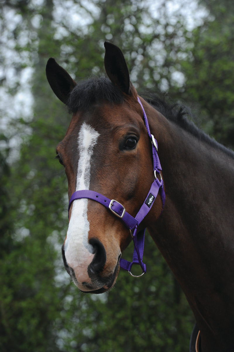 Saxon Economy Headcollar