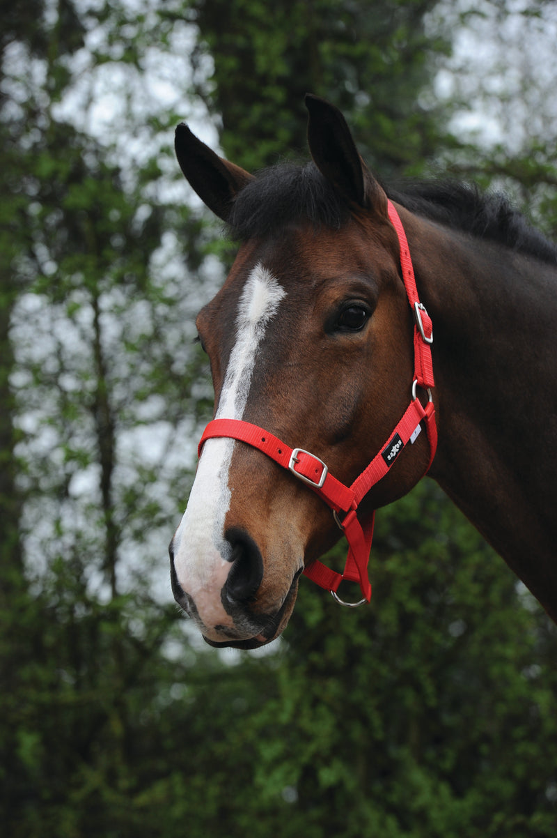 Saxon Economy Headcollar