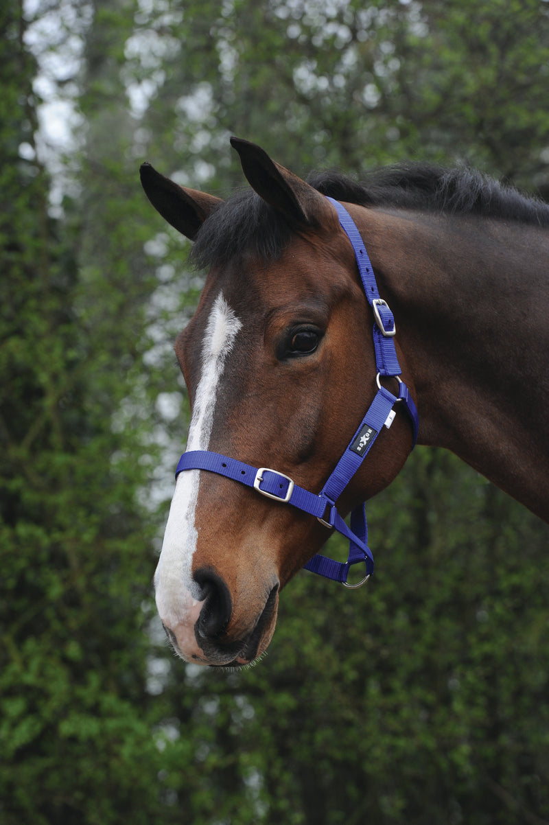 Saxon Economy Headcollar