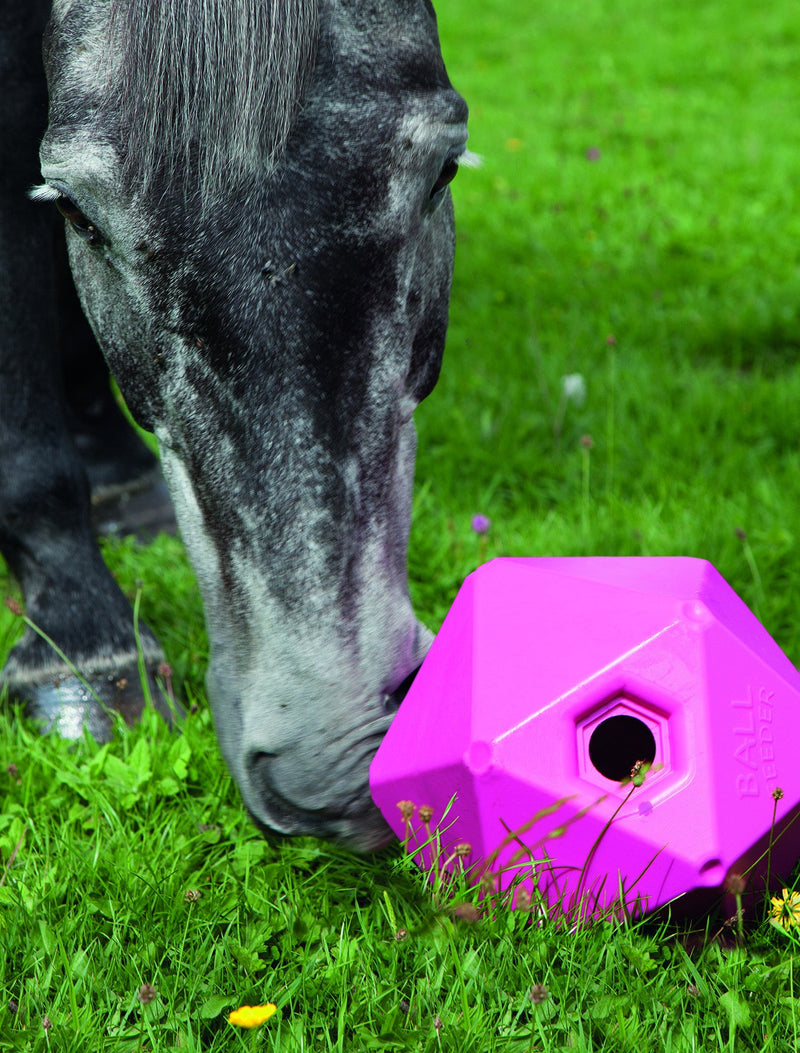 Ball Feeder - Nags Essentials