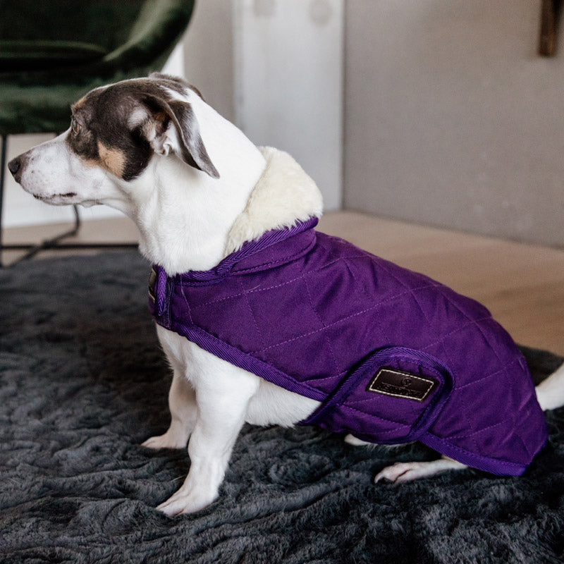 Kentucky Dog Coat- Purple