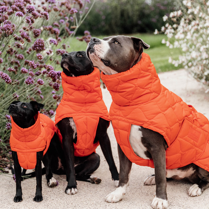 Kentucky Dogwear Dog Coat Winter Pina – Orange