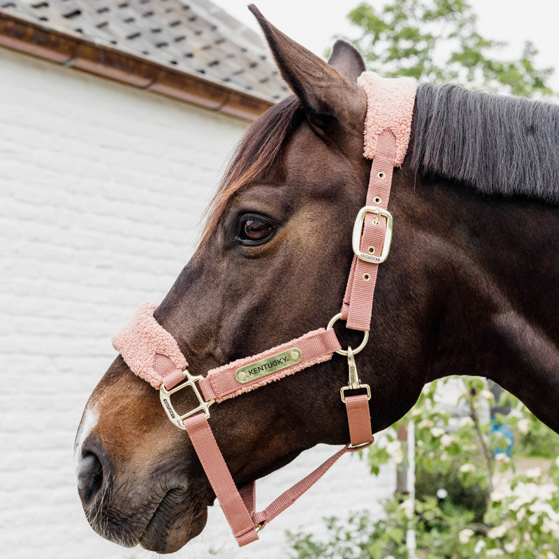 Kentucky Teddy Fleece Head Collar