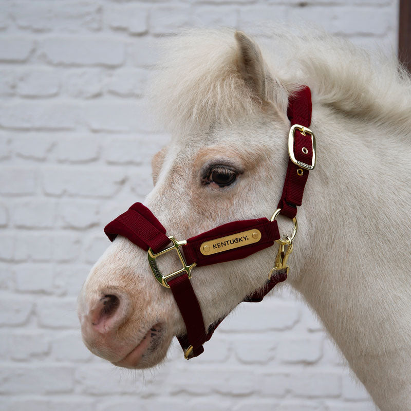 Kentucky Velvet Head Collar Pony & Shetland