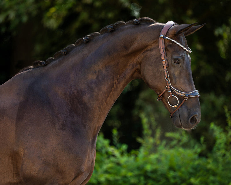 PresTeq FaySport Glitter Bridle Brown