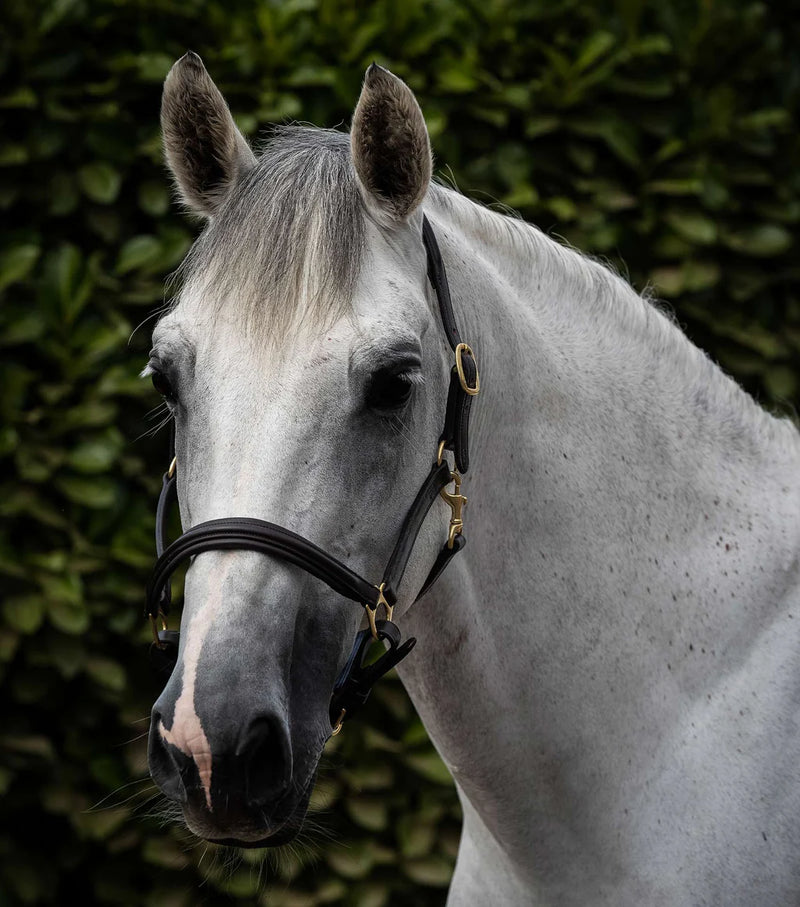 Premier Equine Rego Padded Leather Head Collar