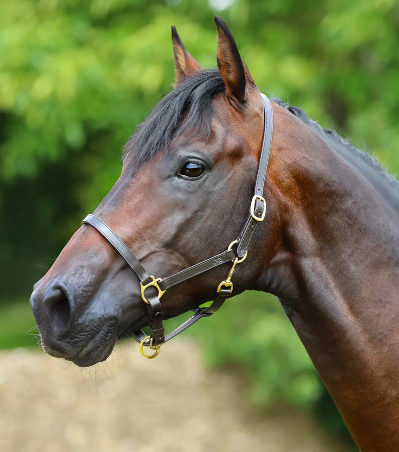 Premier Equine Pasco Plain Leather Head Collar Brown