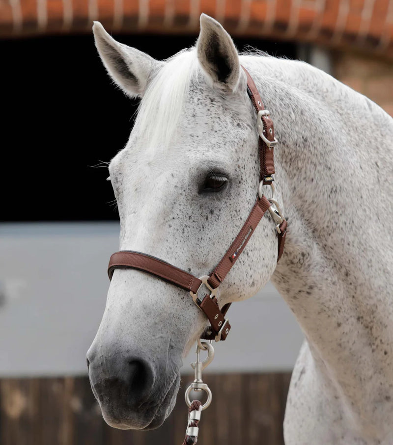 Premier Equine Plain Padded Horse Head Collar