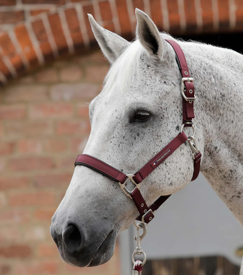 Premier Equine Plain Padded Horse Head Collar