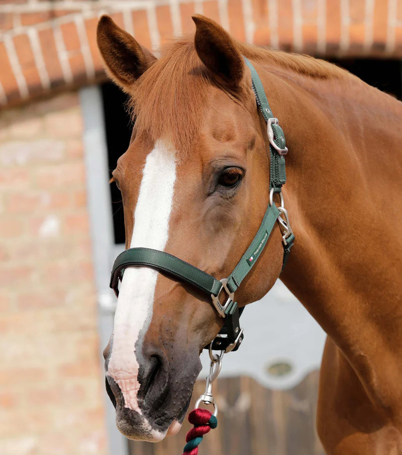 Premier Equine Plain Padded Horse Head Collar