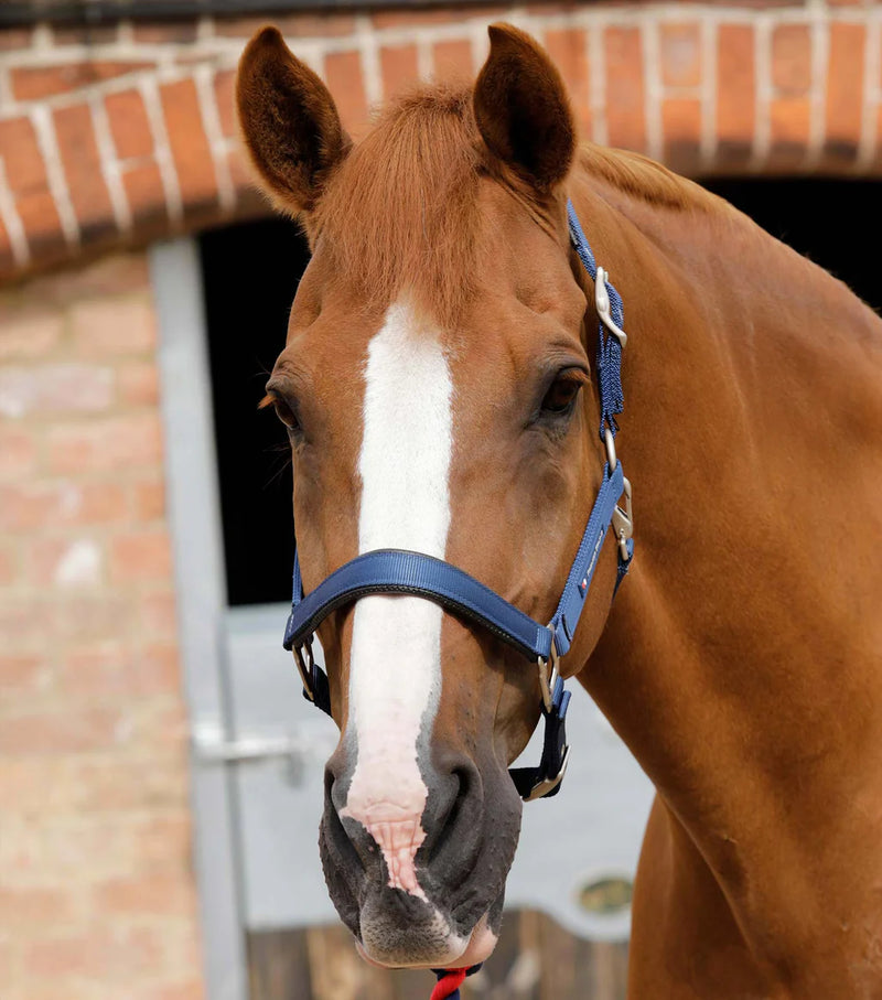 Premier Equine Plain Padded Horse Head Collar