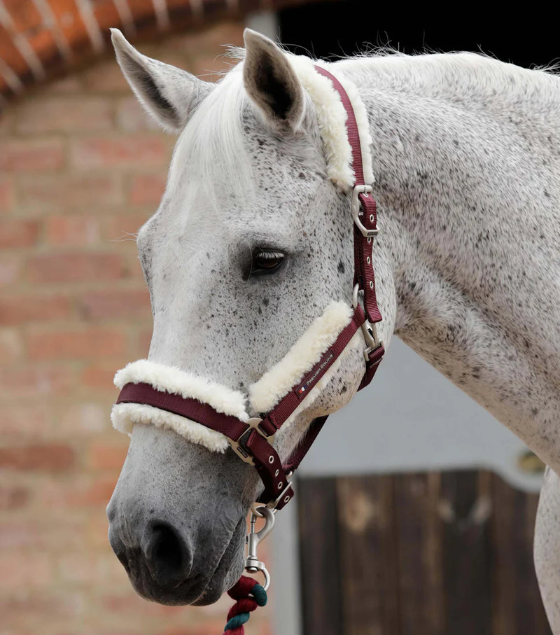 Premier Equine Techno Wool Lined Head Collar