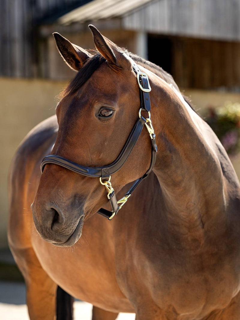 Lemeiux Leather Grooming Headcollar