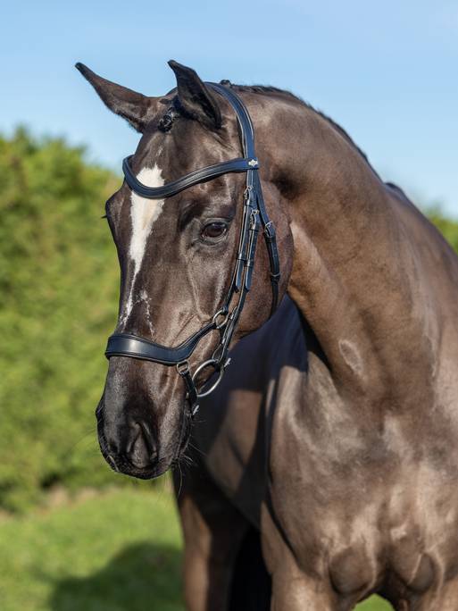 Lemieux Arika Drop Bridle