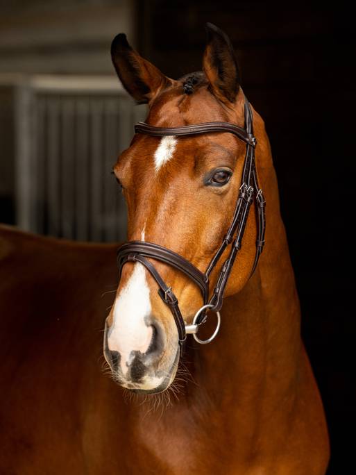 Lemieux Arika Flash Bridle