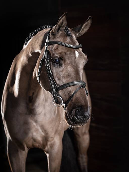 Lemieux Arika Flash Bridle