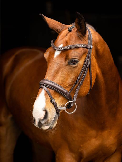 Lemieux Arika Dressage Bridle