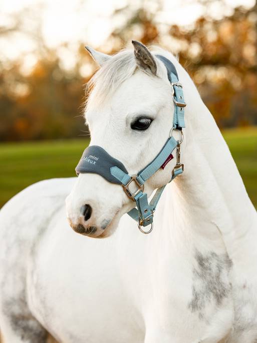 Lemieux Mini Vogue Headcollar - Glacier