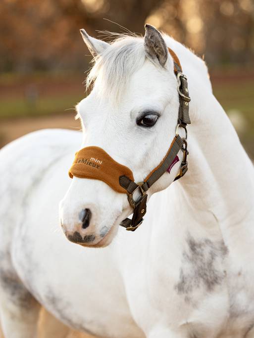 Lemieux Mini Vogue Headcollar - Alpine