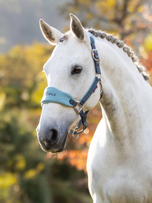 Lemieux Vogue Headcollar & Leadrope - Petrol