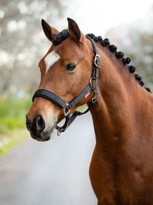 Lemieux Logo Headcollar - Cinder