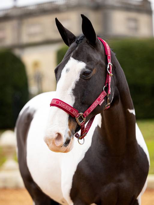 Lemieux Logo Headcollar - Ember