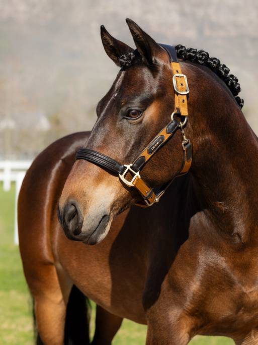 Lemieux Capella Headcollar - Ginger