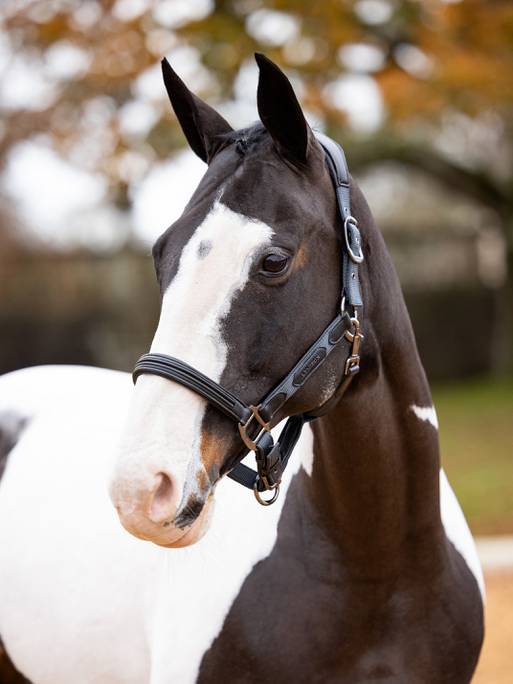 Lemieux Capella Headcollar - Petrol