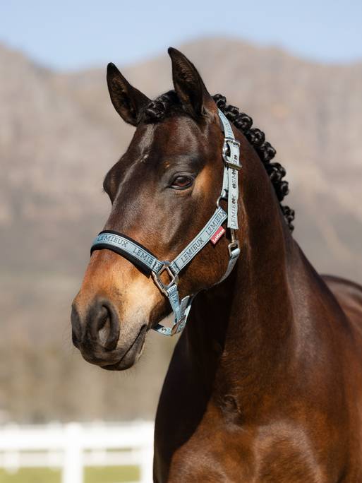 Lemieux Logo Headcollar - Glacier