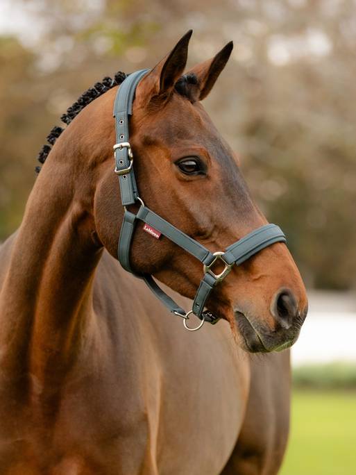 Lemieux Soft Shell Headcollar - Petrol