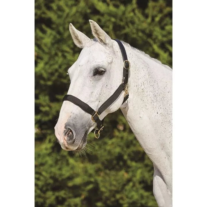 Kincade Deluxe Full Size Webbed Headcollar with Leather Crown