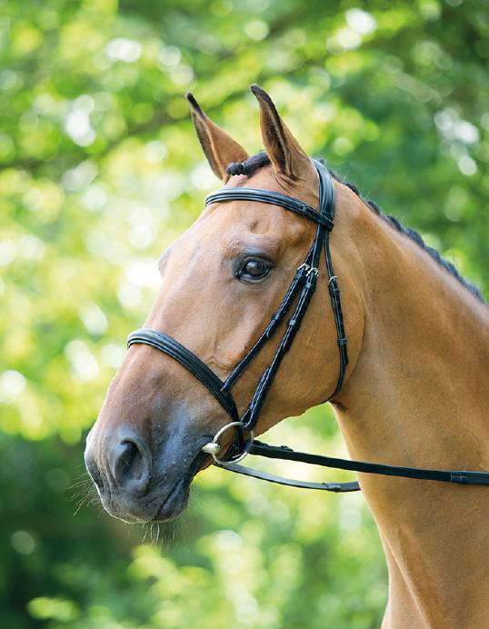 Lavello Raised Cavesson Bridle - Nags Essentials