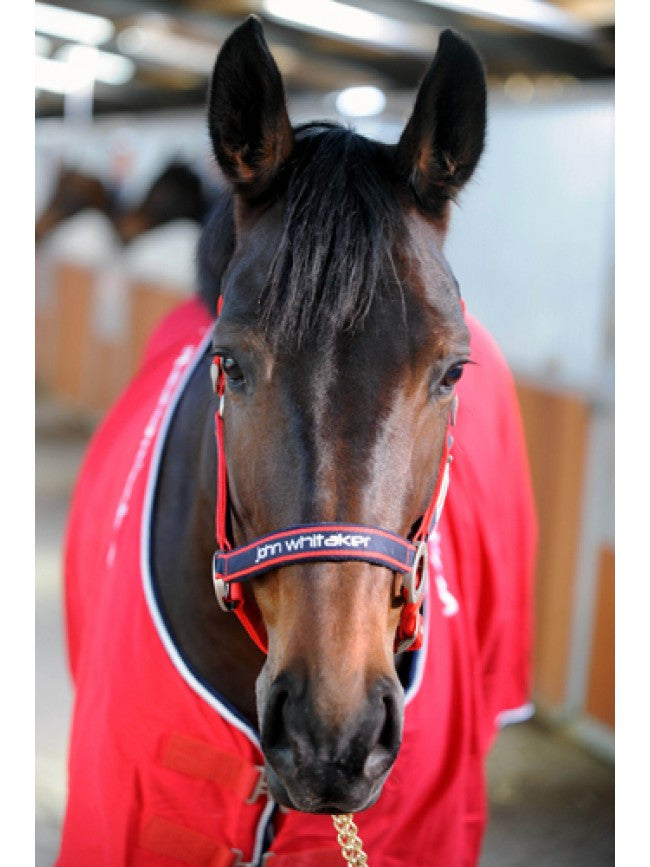 John Whitaker Padded Head Collar - Nags Essentials