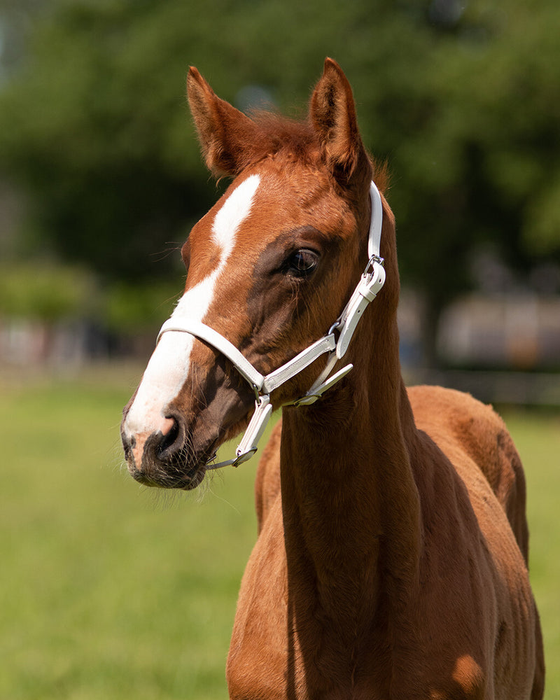 Foal Head Collar Chico