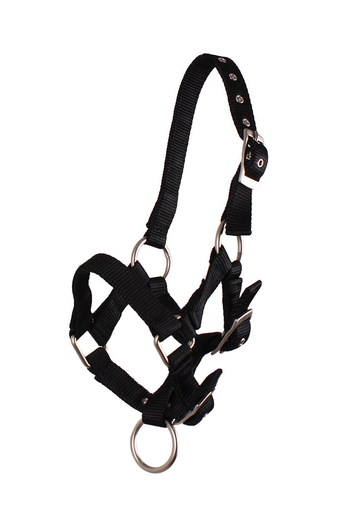 Foal Head Collar - Nags Essentials