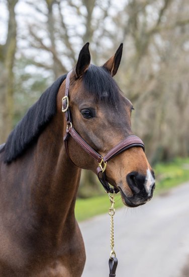 LeMieux Leather Stitch Headcollar