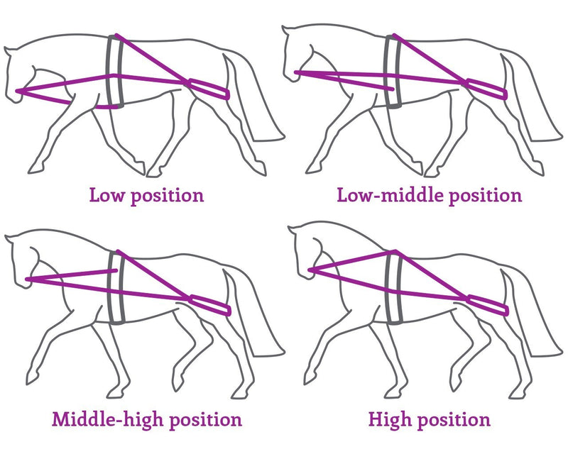 Lunging Training System - Nags Essentials