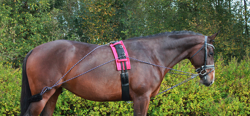 Lunging Training System - Nags Essentials