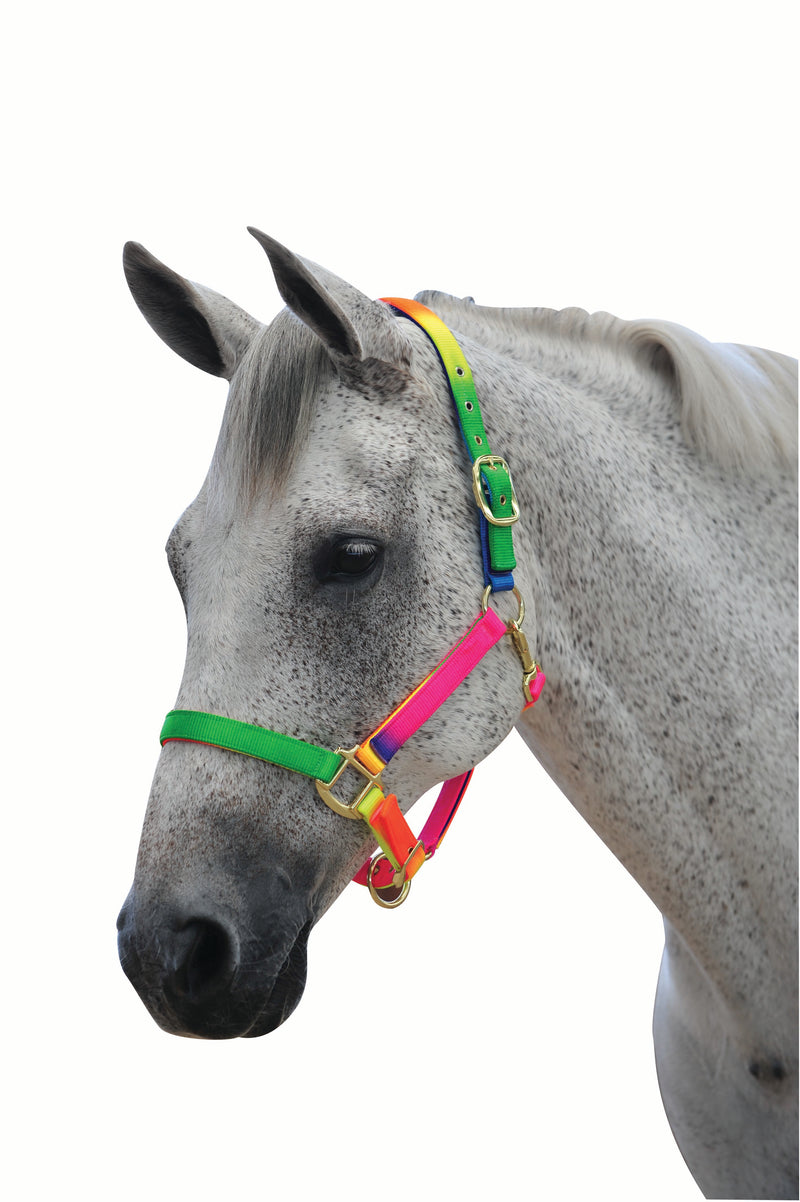 Roma Rainbow Headcollar - Nags Essentials