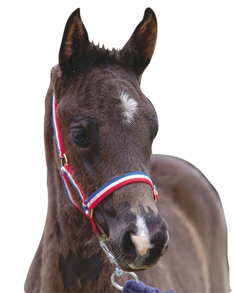 Roma Foal Headcollar - Nags Essentials