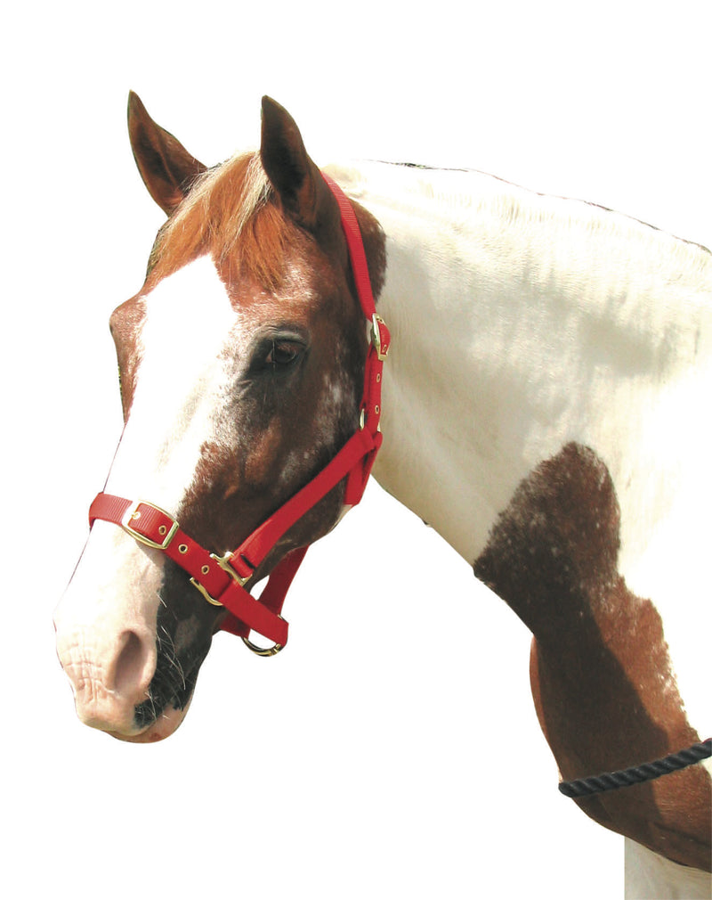 Roma Adjustable Headcollar - Nags Essentials