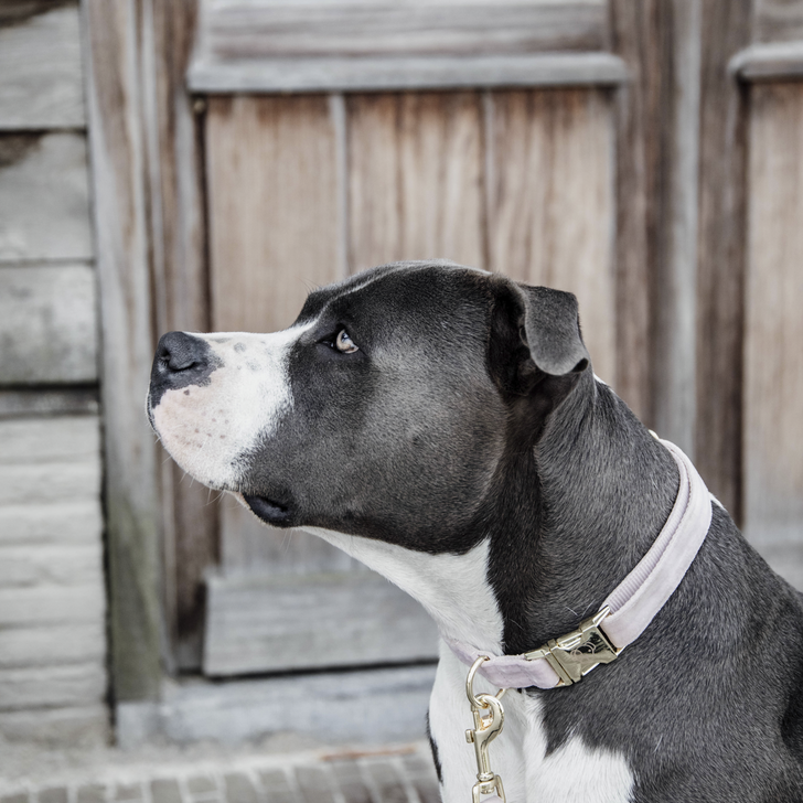 Kentucky Velvet Dog Collars