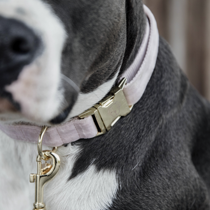 Kentucky Velvet Dog Collars