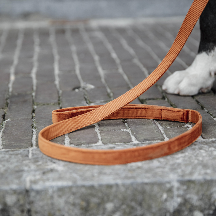 Kentucky Velvet Dog Lead