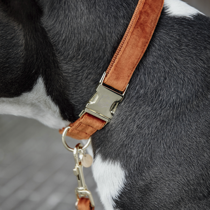 Kentucky Velvet Dog Collars